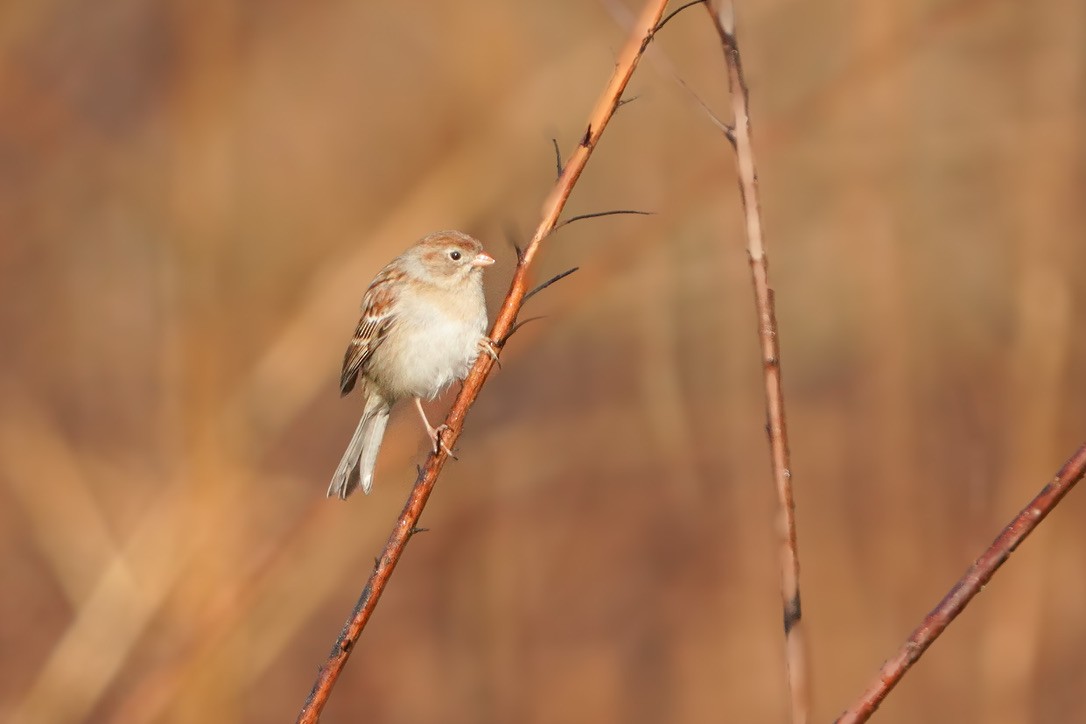 Field Sparrow - ML620798915