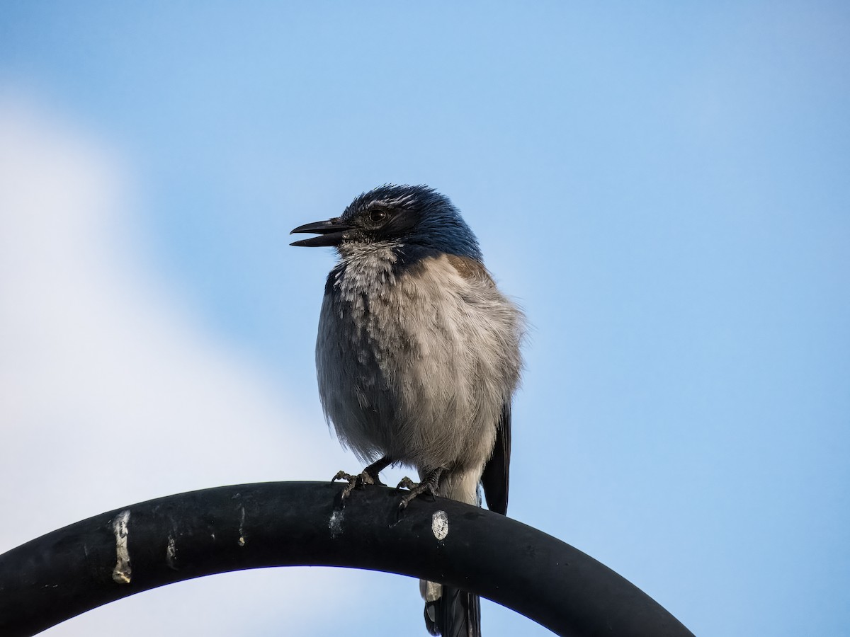 California Scrub-Jay - ML620798918