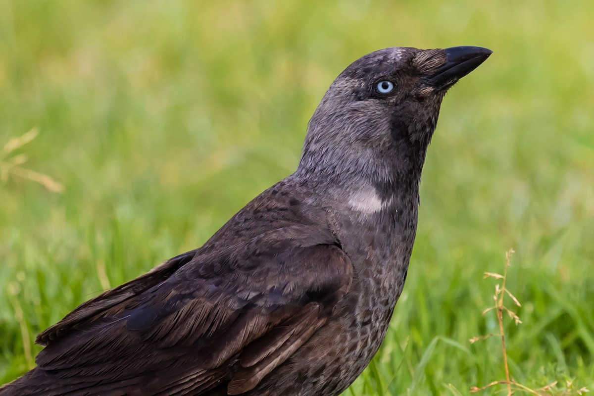 Eurasian Jackdaw - ML620798937