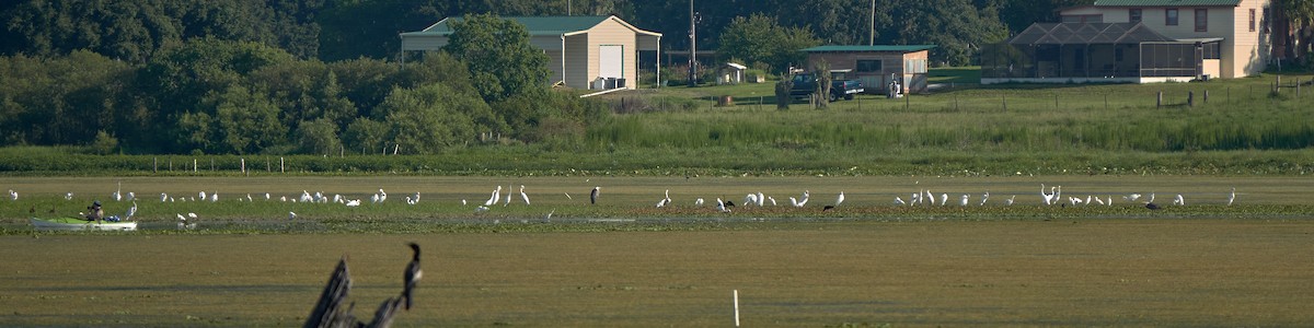 Great Egret - ML620798940