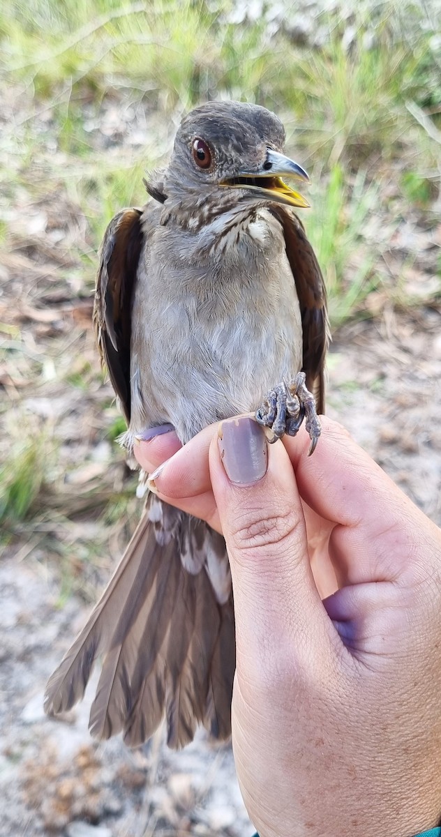 Pale-breasted Thrush - ML620798941