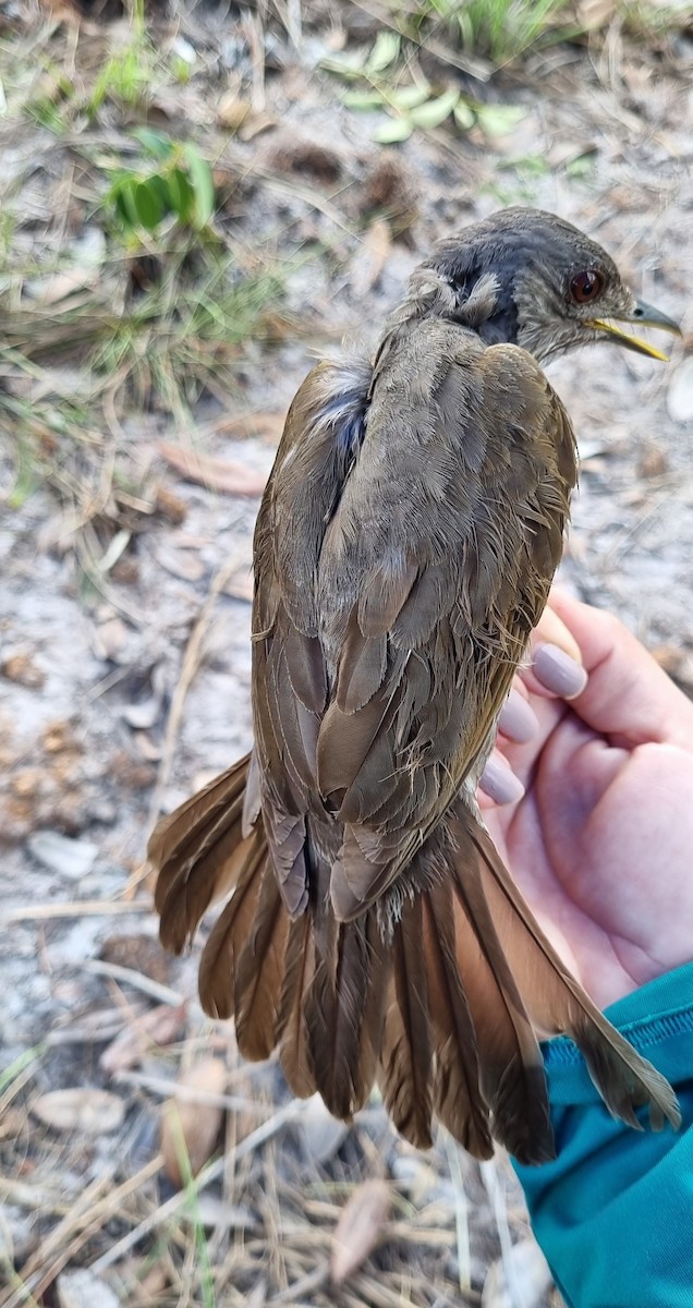 Pale-breasted Thrush - ML620798942