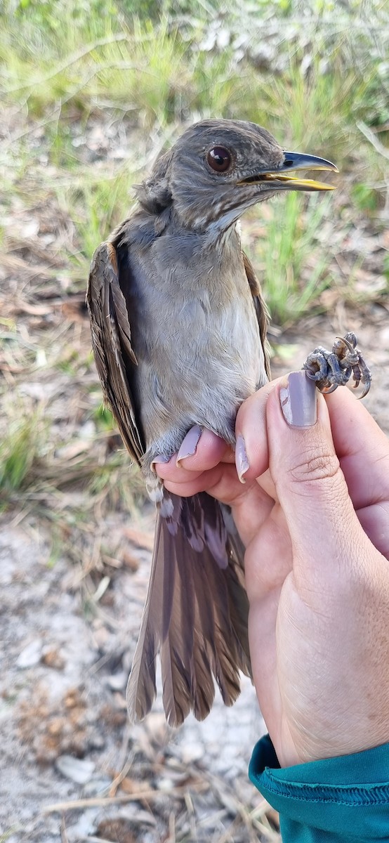 Pale-breasted Thrush - ML620798943