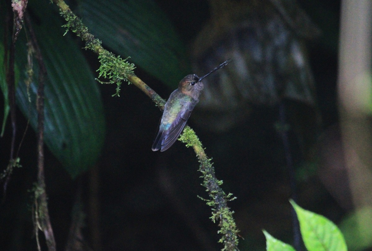 Green-fronted Lancebill - ML620798944