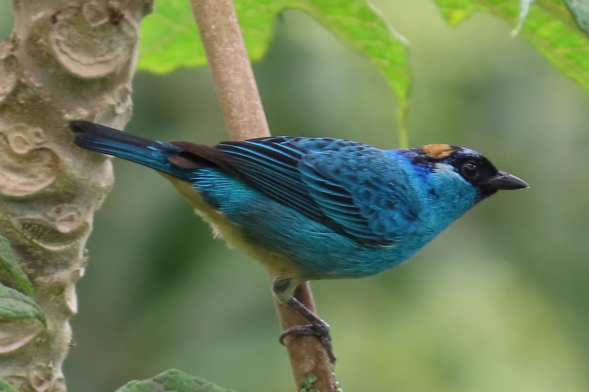 Golden-naped Tanager - ML620798959