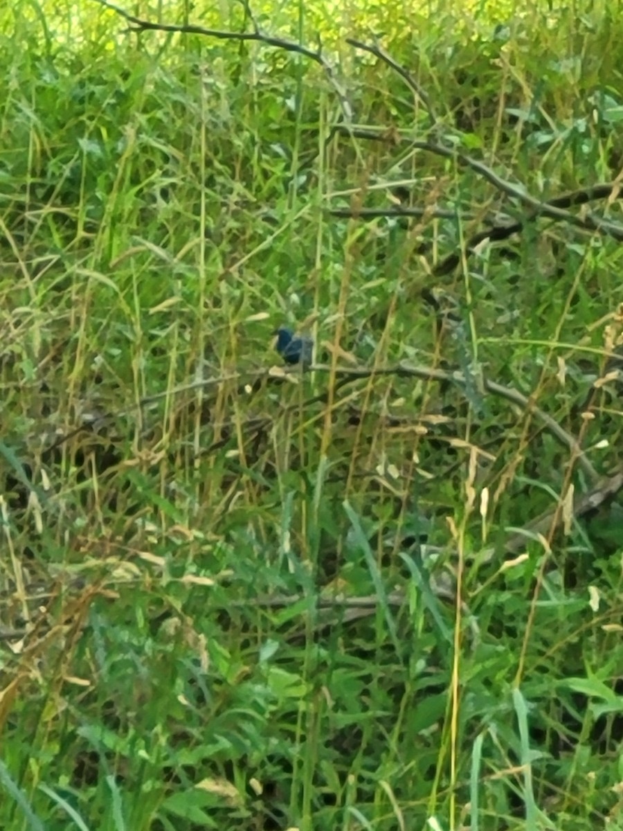 Indigo Bunting - ML620798963