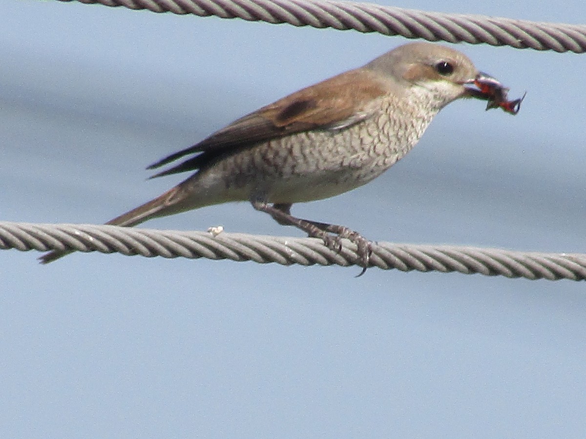 Red-backed Shrike - ML620798966