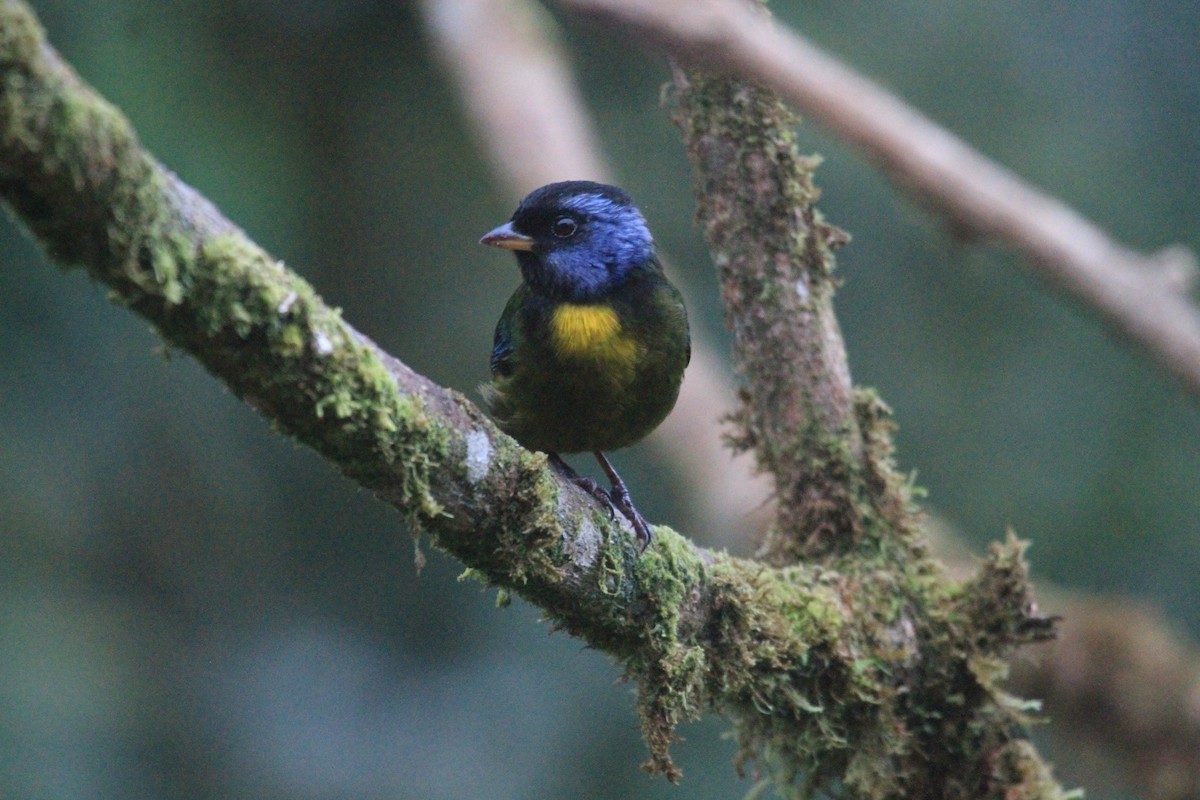 Moss-backed Tanager - ML620798970