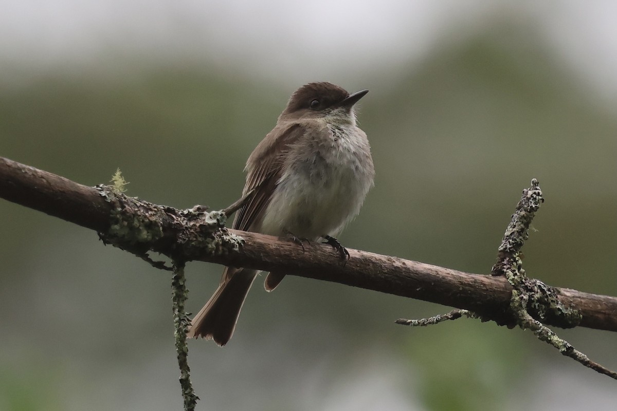 Eastern Phoebe - ML620798971