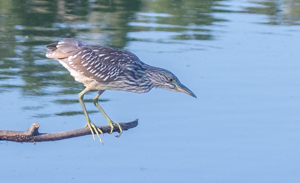 Black-crowned Night Heron - ML620798974