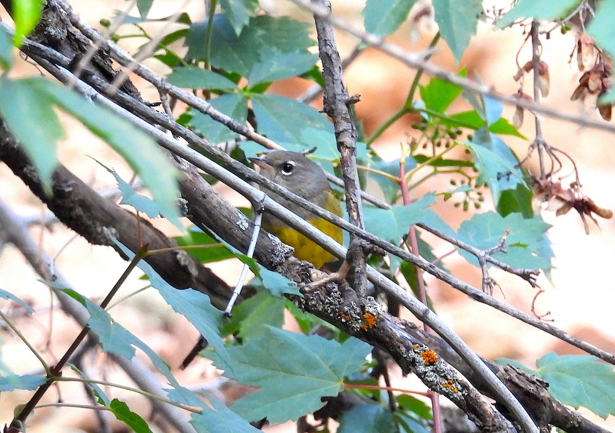 MacGillivray's Warbler - ML620798975