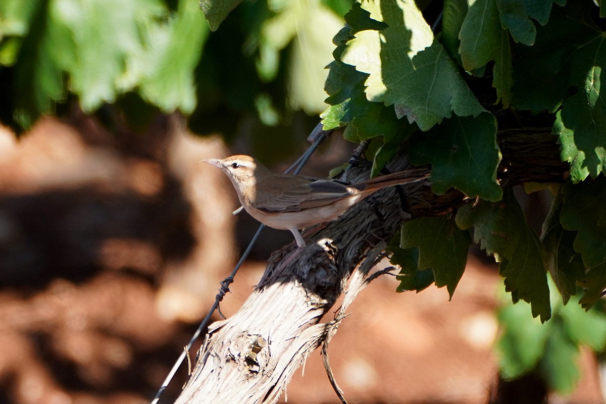 Rufous-tailed Scrub-Robin - ML620798976