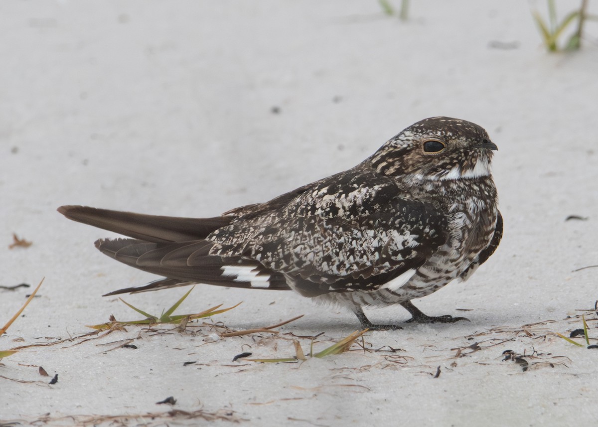 Common Nighthawk - ML620798977