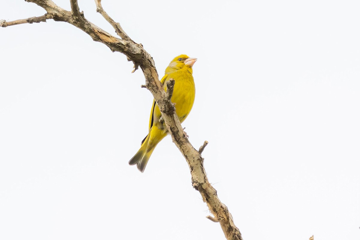 European Greenfinch - ML620798978