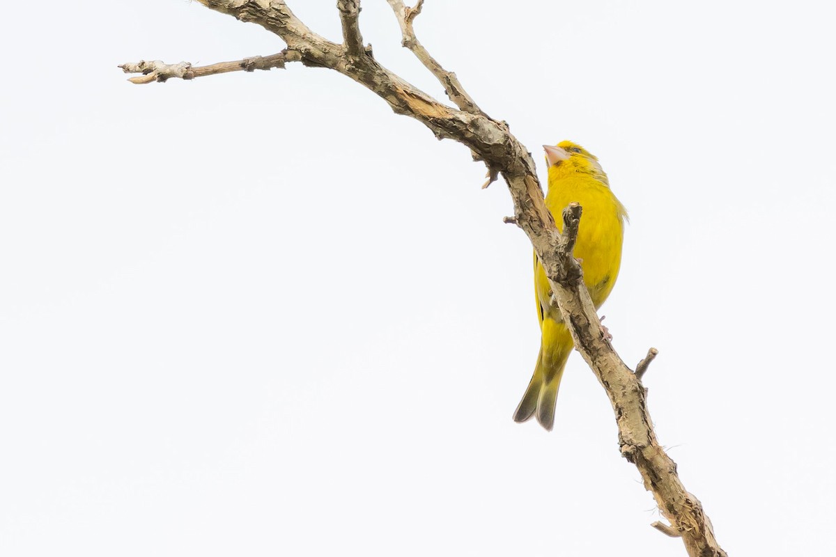 European Greenfinch - ML620798979