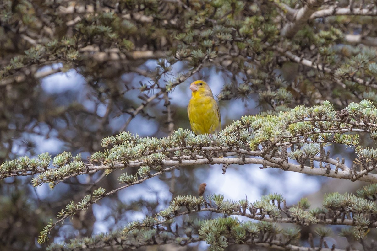 European Greenfinch - ML620798980