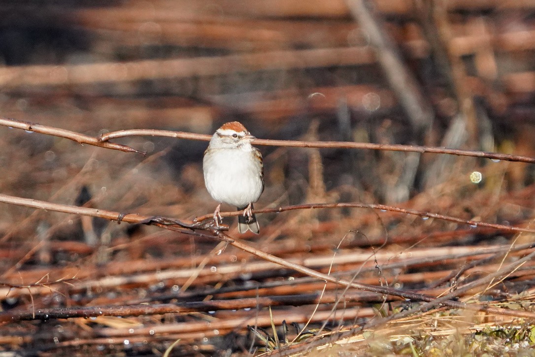 Chipping Sparrow - ML620798981