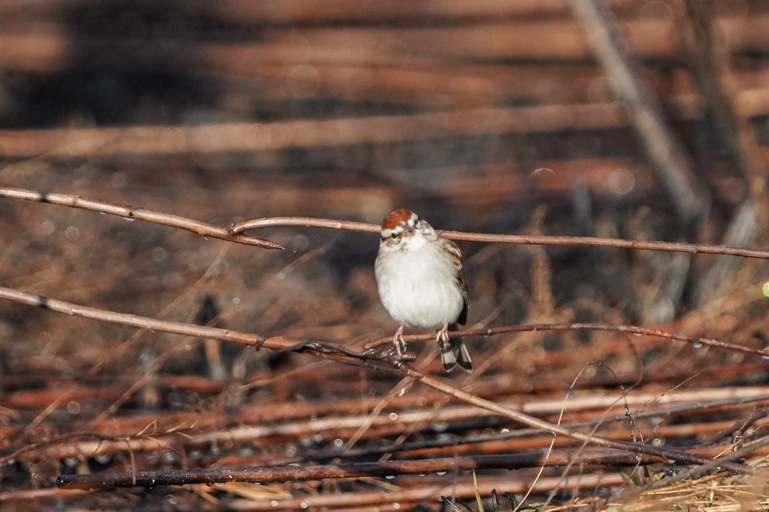 Chipping Sparrow - ML620798983