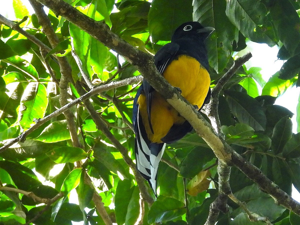 Green-backed Trogon - ML620798985