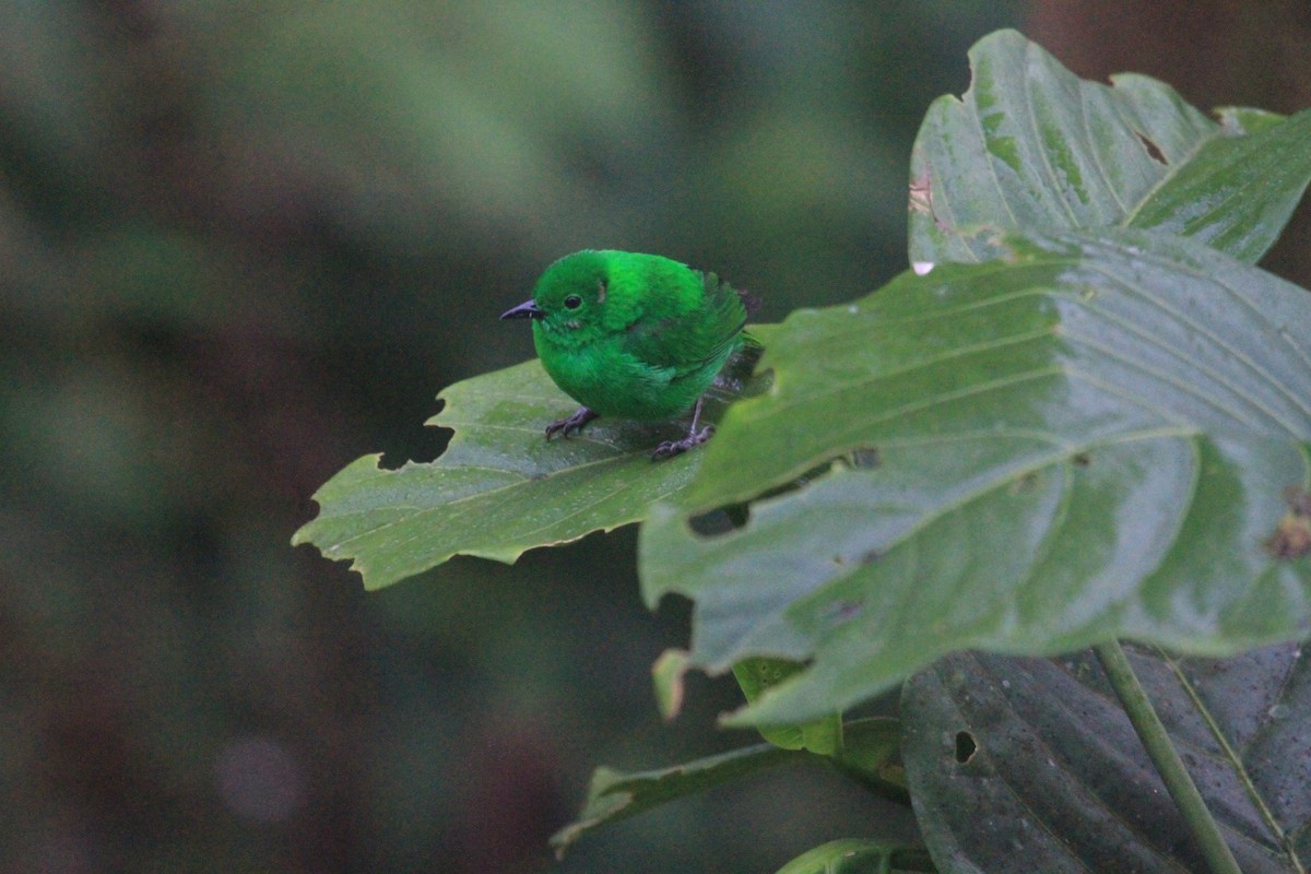 Glistening-green Tanager - ML620798986