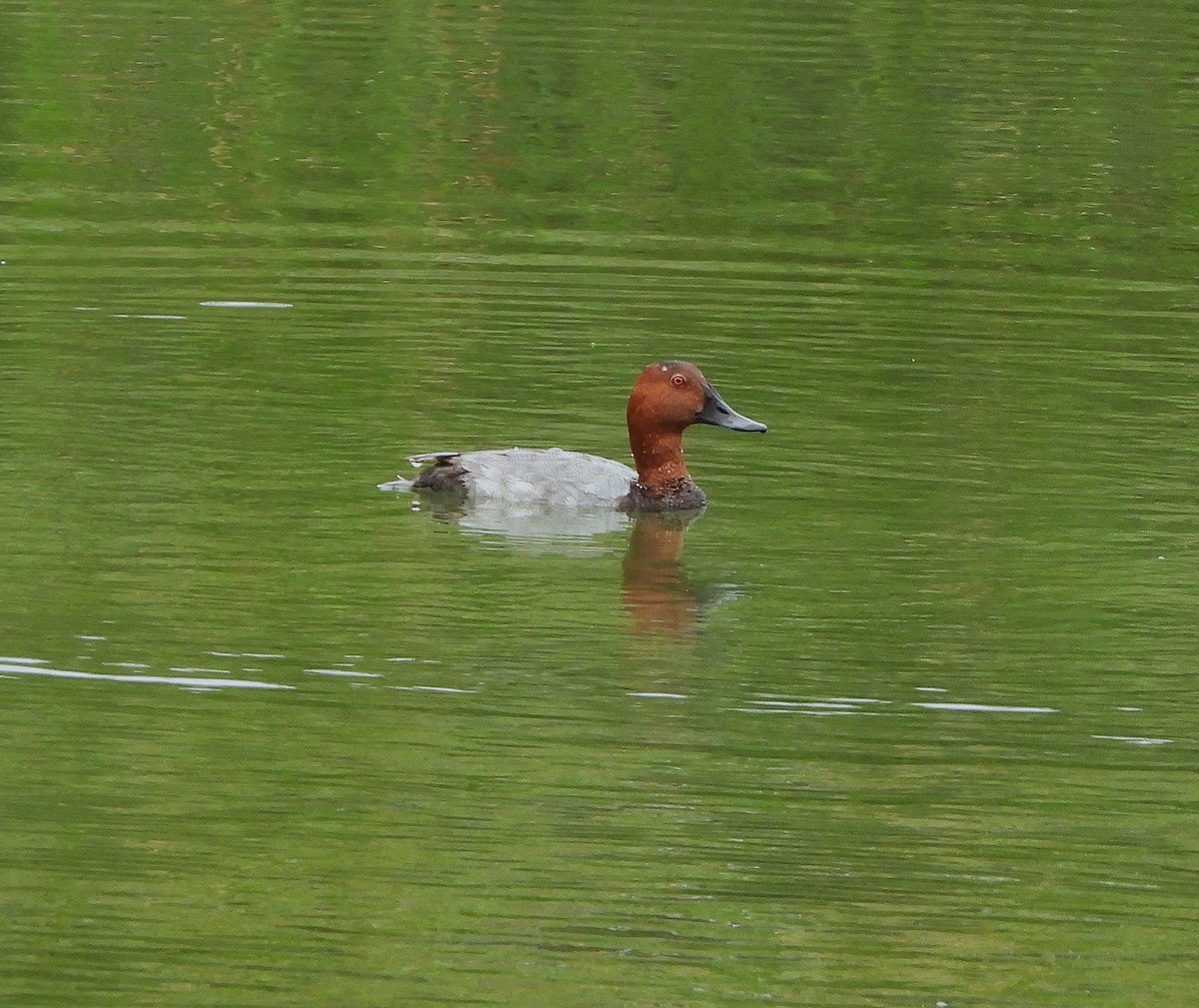 Common Pochard - ML620798989