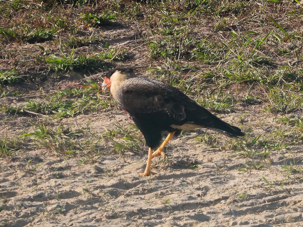 Caracara Carancho - ML620798990