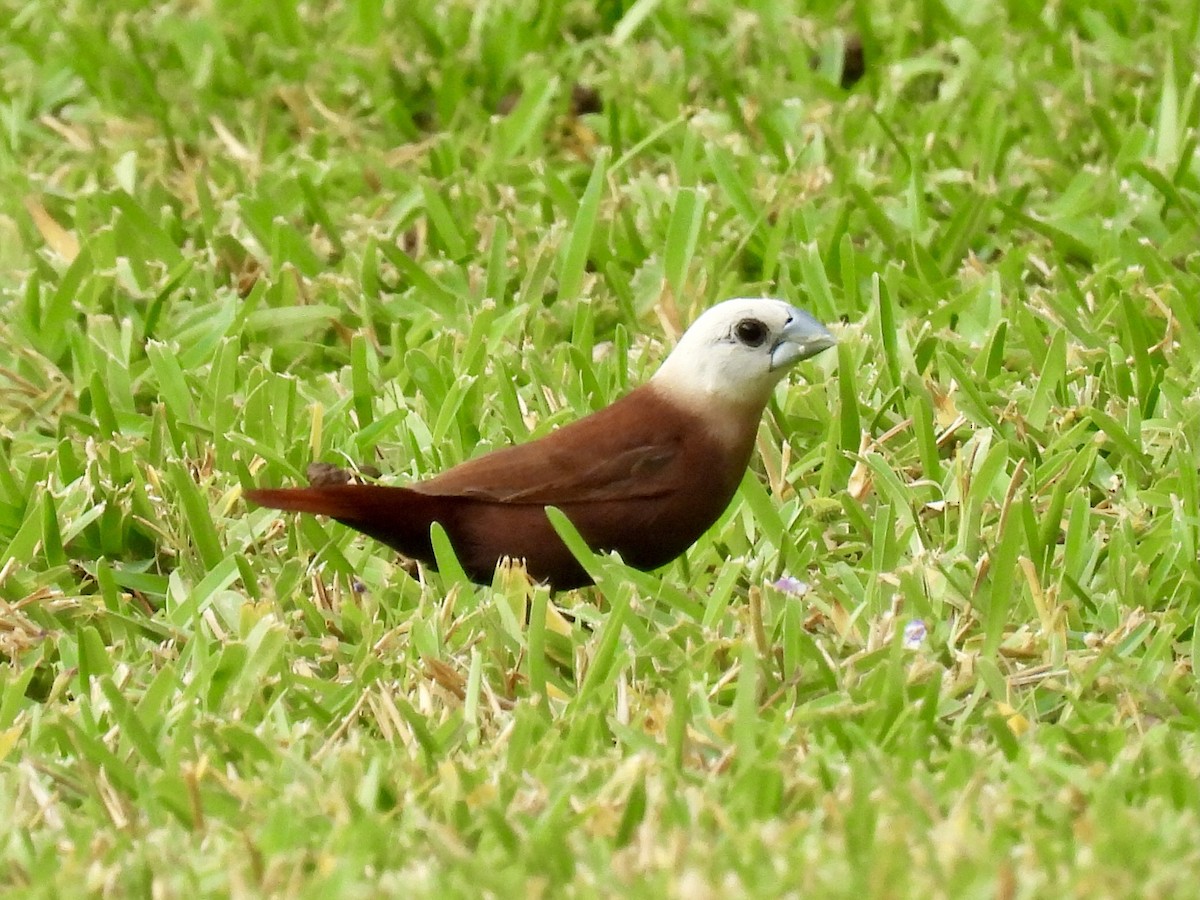 White-headed Munia - ML620798991