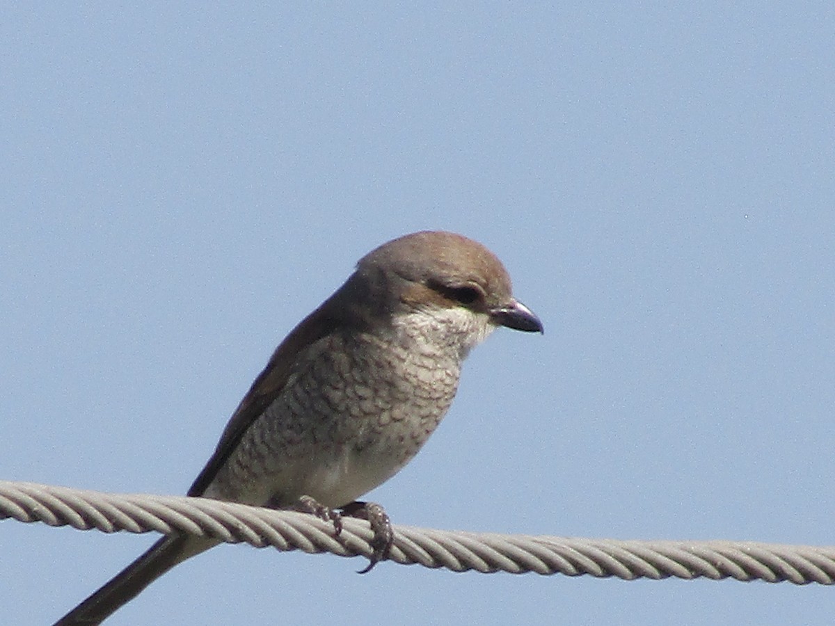 Red-backed Shrike - ML620798992