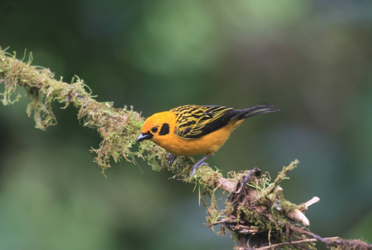 Golden Tanager - ML620798998