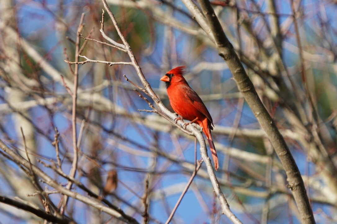 Cardinal rouge - ML620799011