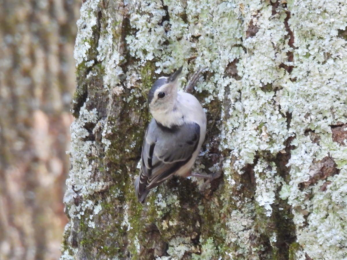 White-breasted Nuthatch - ML620799013