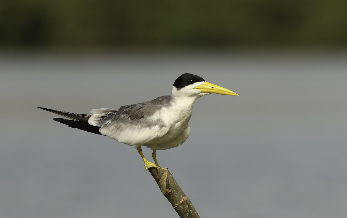 Large-billed Tern - ML620799015