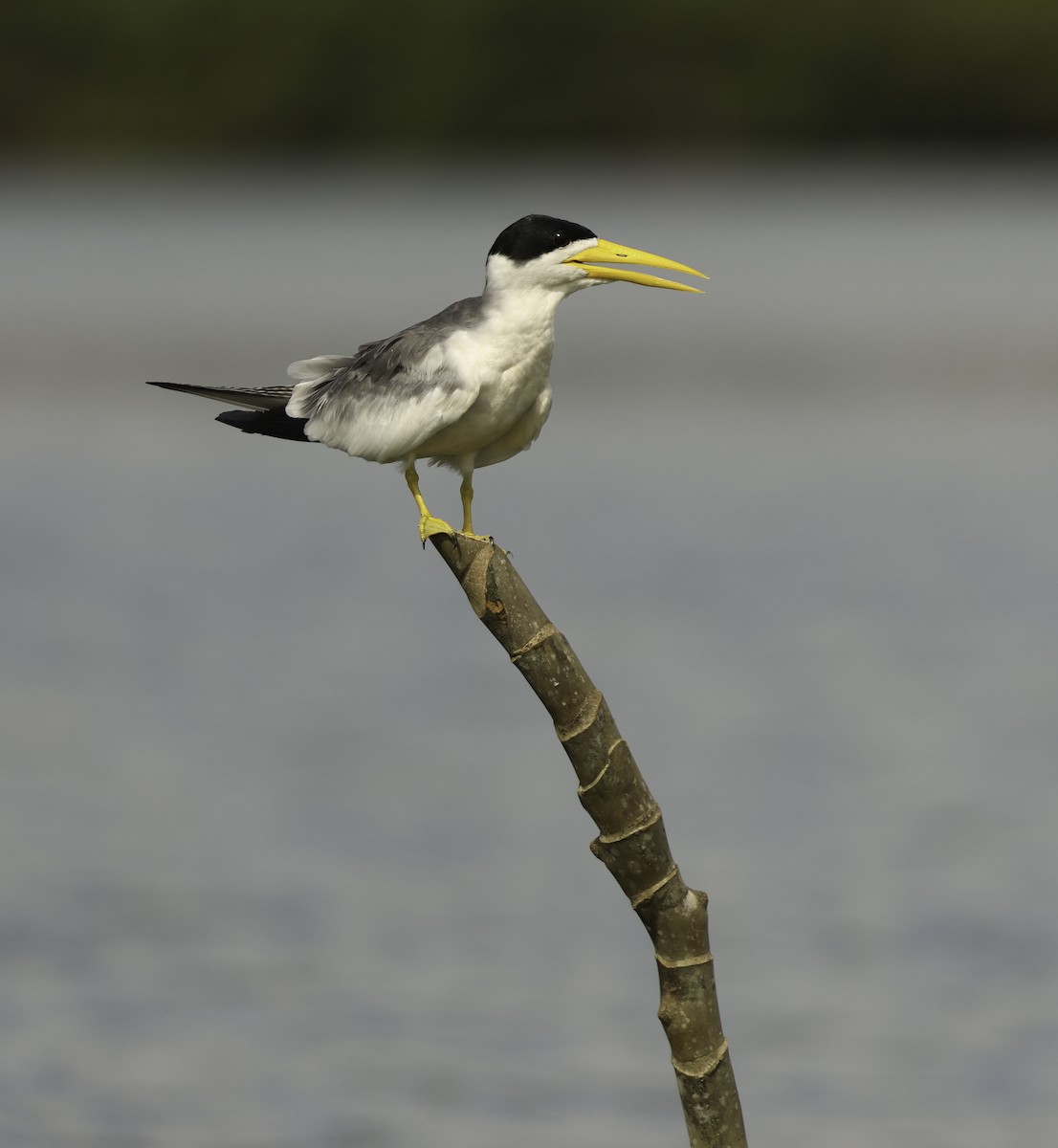 Large-billed Tern - ML620799019