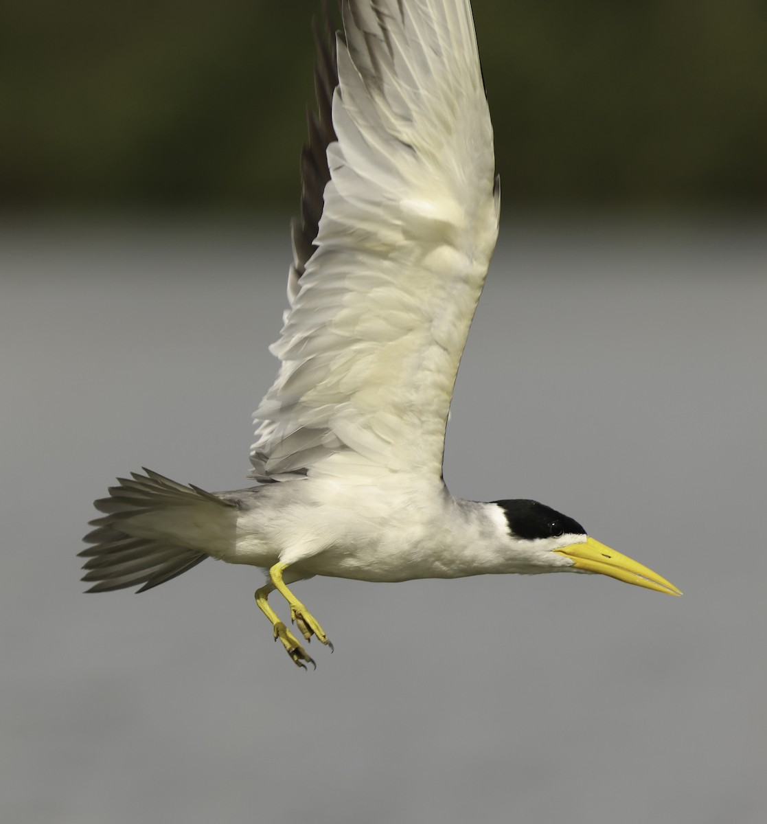 Large-billed Tern - ML620799021