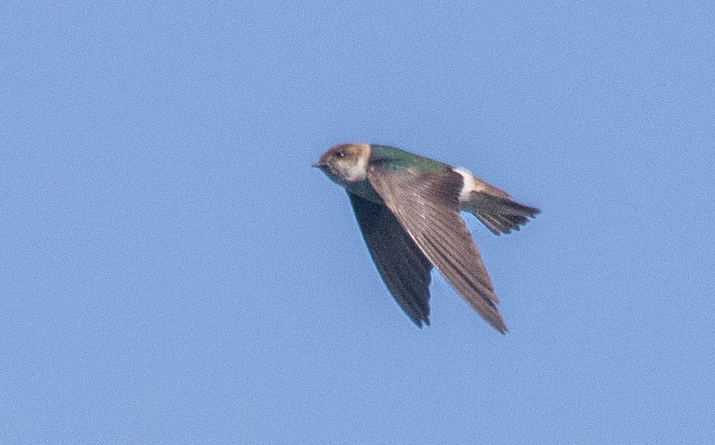 Violet-green Swallow - ML620799023