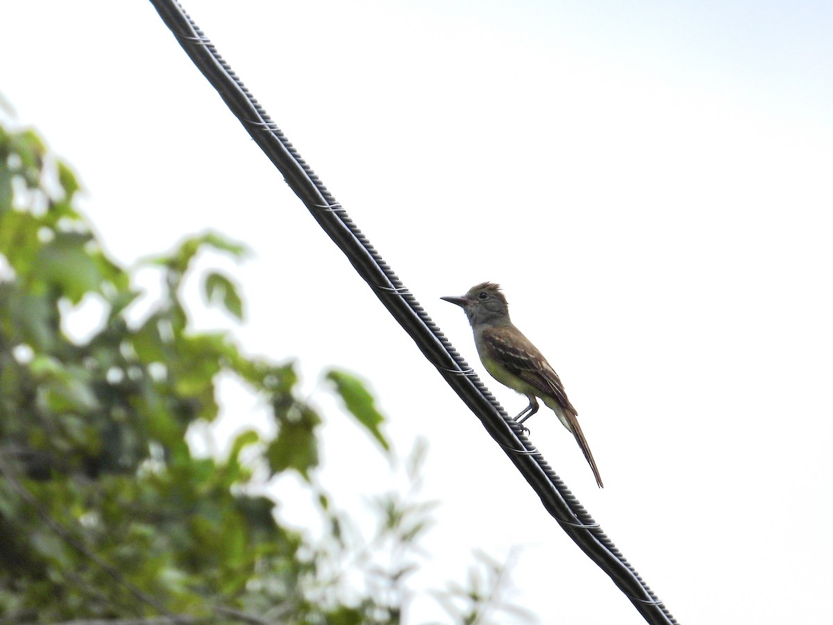Great Crested Flycatcher - ML620799025