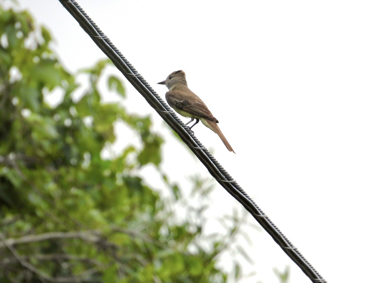Great Crested Flycatcher - ML620799026