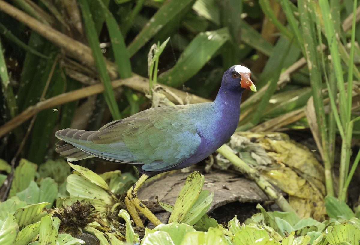 Purple Gallinule - ML620799032