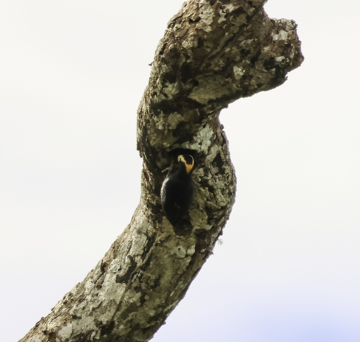 Yellow-tufted Woodpecker - ML620799037