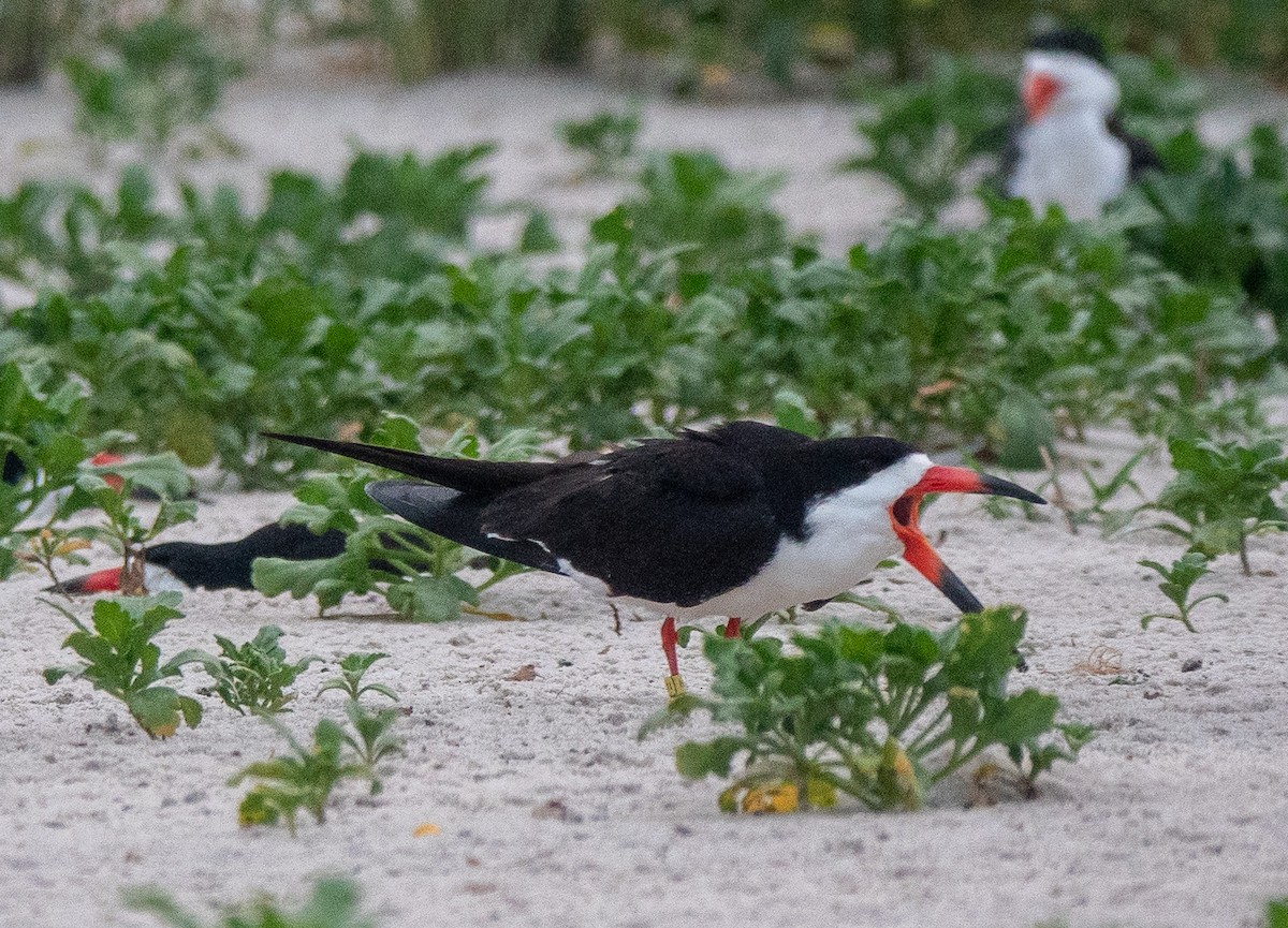 Black Skimmer - ML620799038