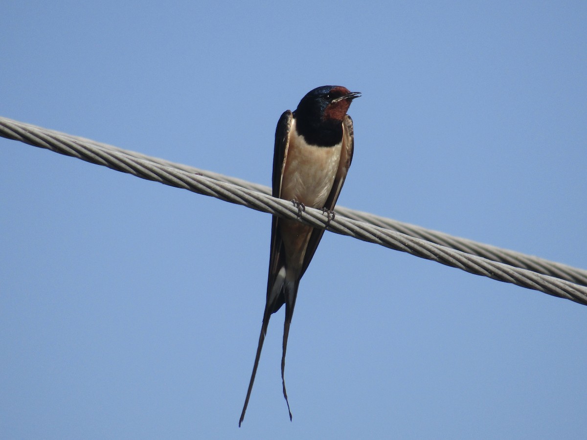 Barn Swallow - Stephen Mumford