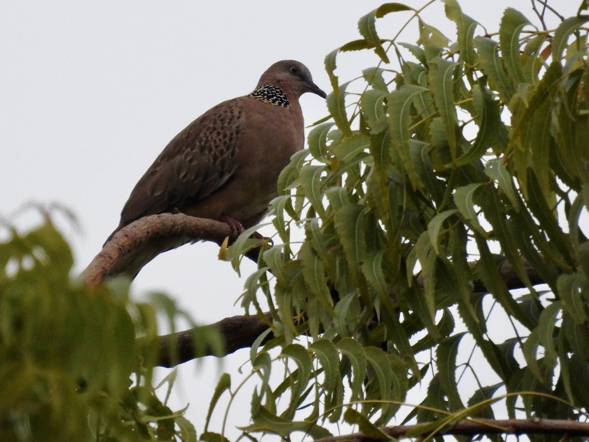 Spotted Dove - ML620799047