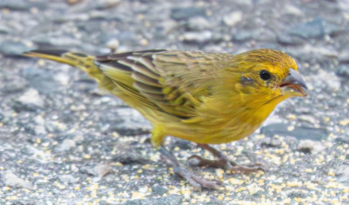 Saffron Finch - ML620799050