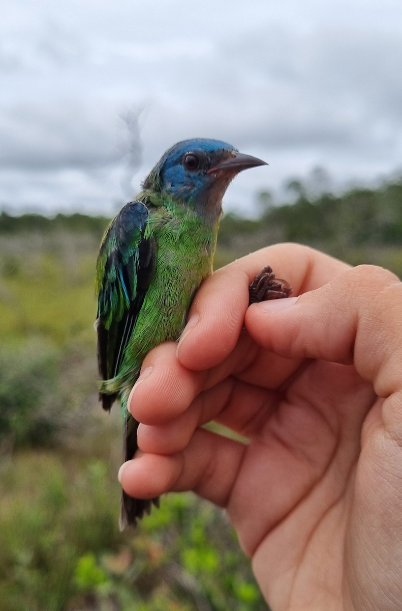 Blue Dacnis - ML620799053