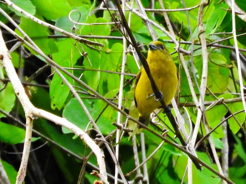 Thick-billed Euphonia - ML620799056