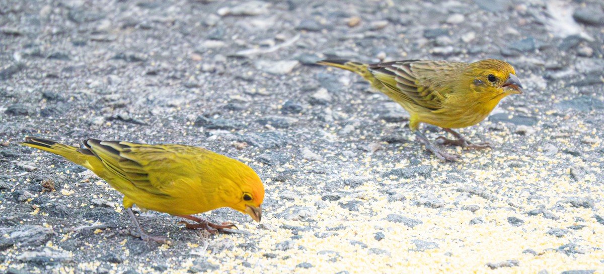 Saffron Finch - ML620799057