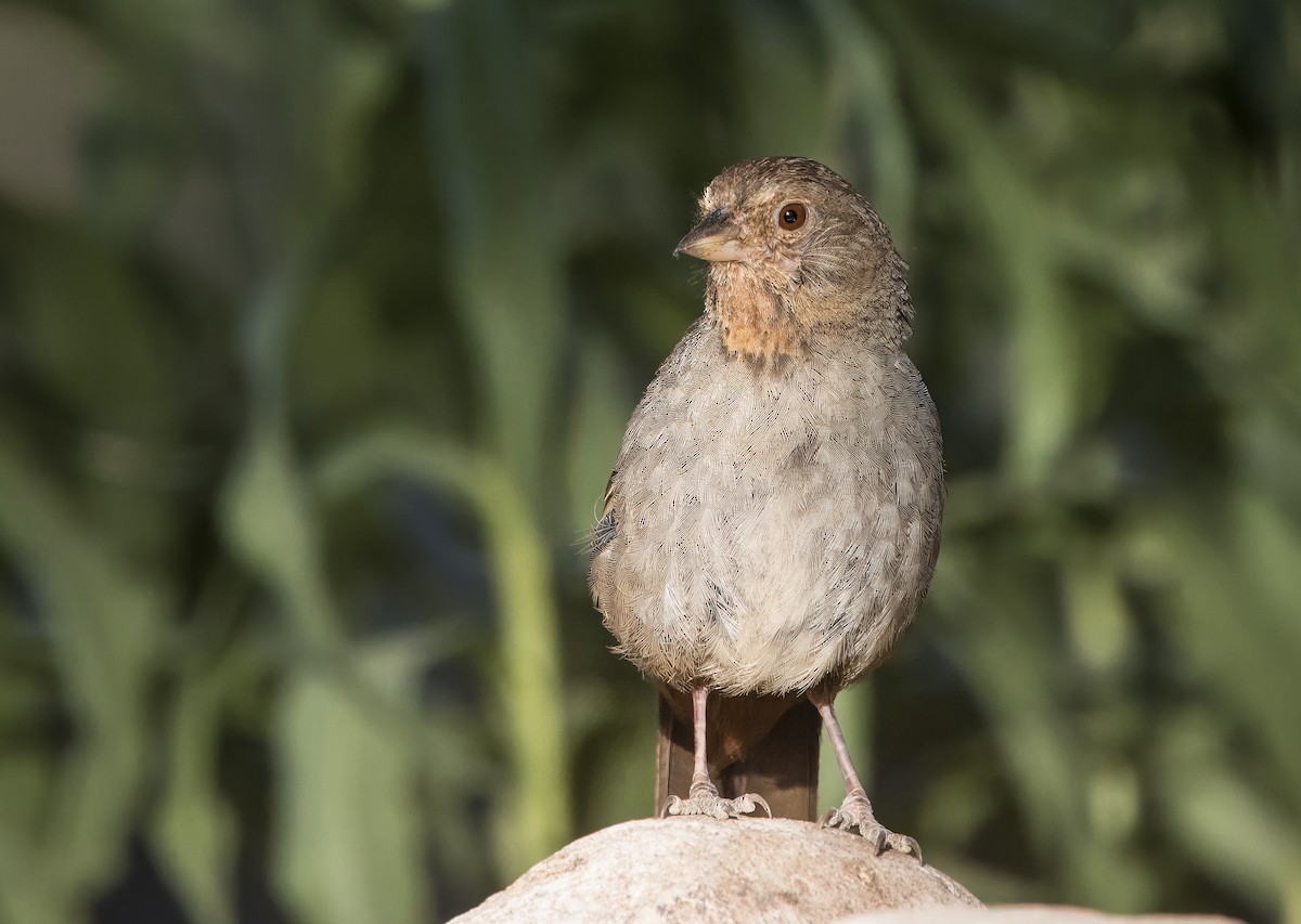 California Towhee - ML620799060