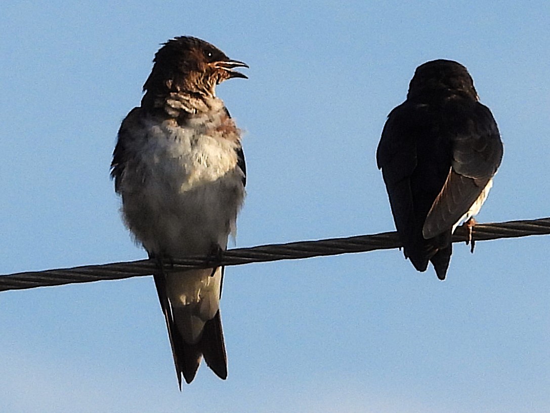 Gray-breasted Martin - ML620799061