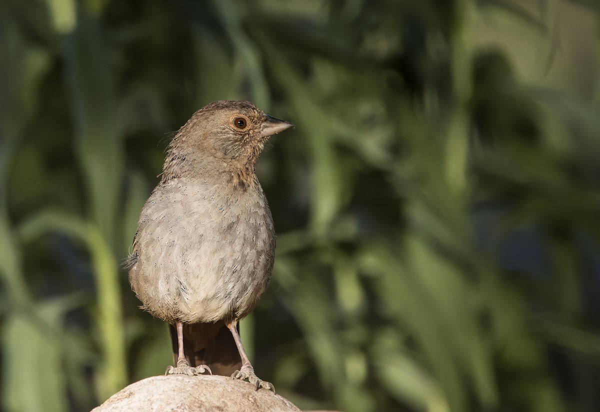 California Towhee - ML620799063