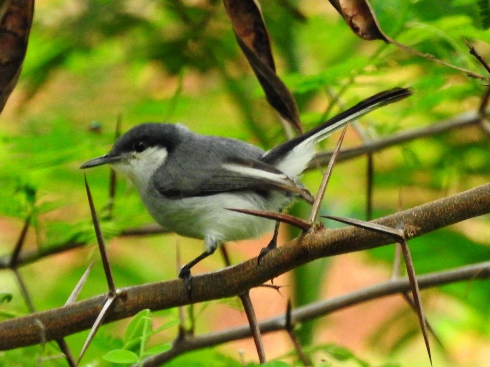 Tropical Gnatcatcher - ML620799064